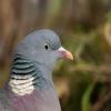 Wood Pigeon